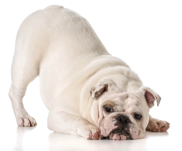 Engelse Bulldog — Stockfoto