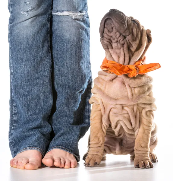 Pies i właściciel — Zdjęcie stockowe