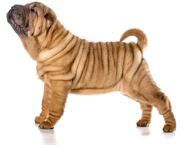 Chiński shar pei — Zdjęcie stockowe