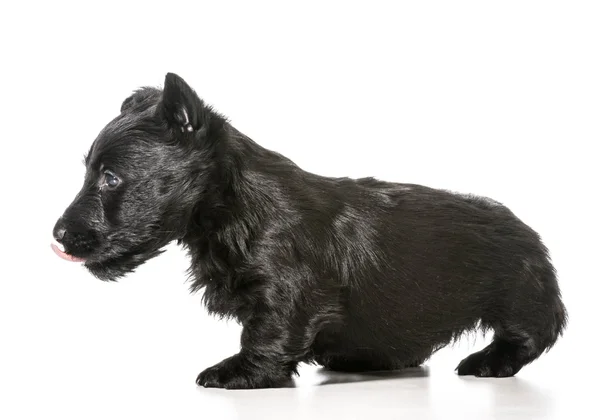 Cãozinho Terrier escocês — Fotografia de Stock