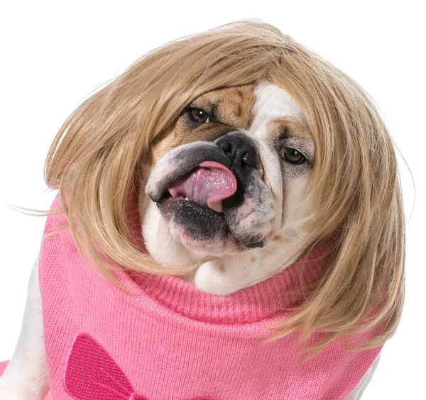 Bulldog femmina — Foto Stock