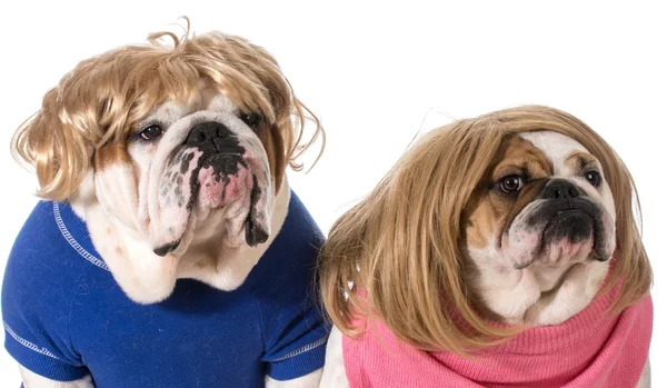 Dog couple — Stock Photo, Image