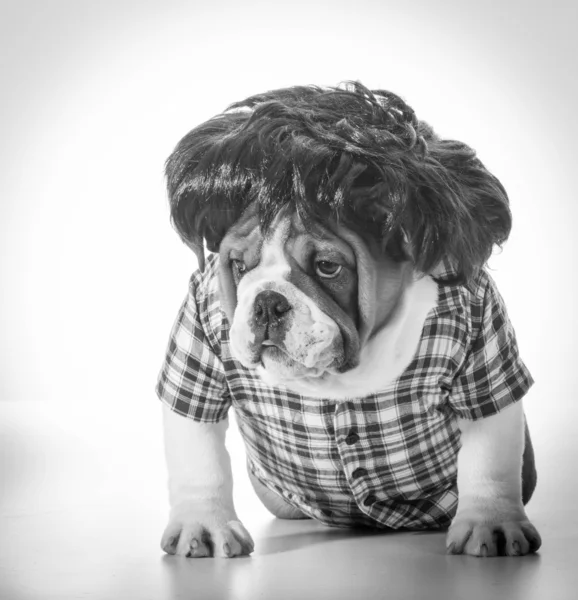 Dog wearing wig — Stock Photo, Image