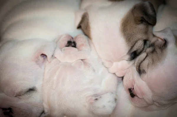 Nest puppies — Stockfoto