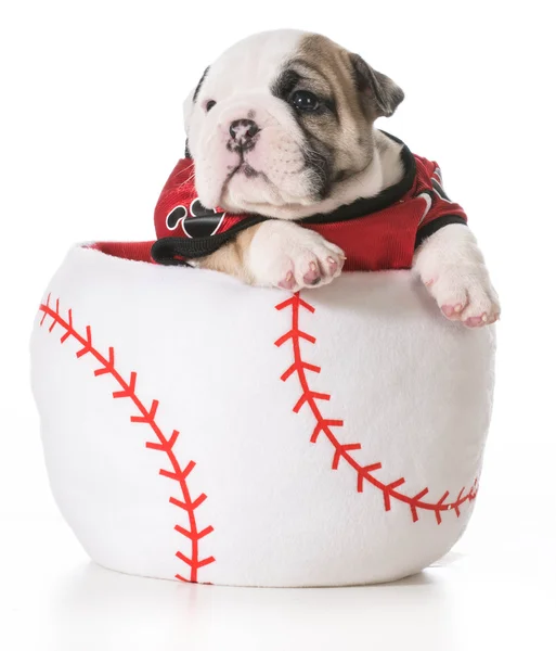 Sports hound — Stock Photo, Image