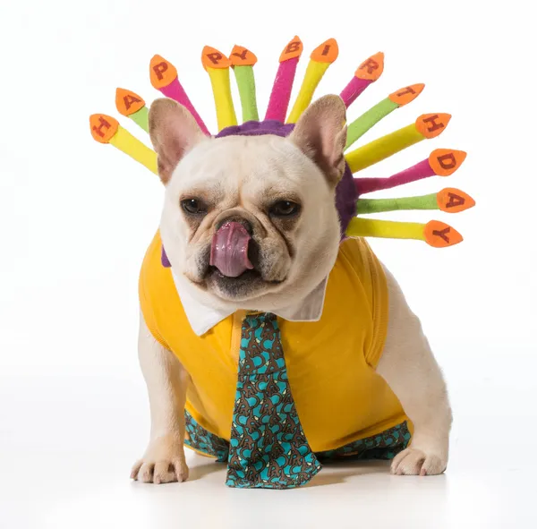 Birthday dog — Stock Photo, Image