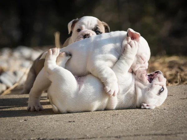 Cachorros jugar lucha —  Fotos de Stock