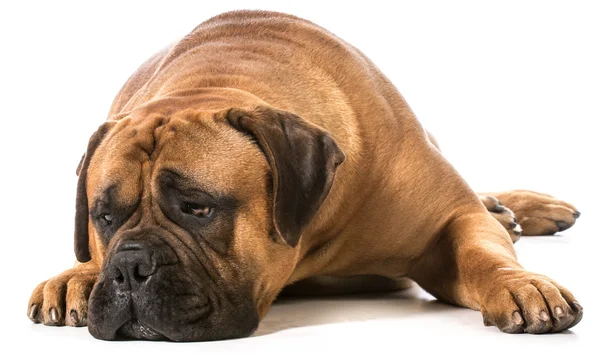 Bullmastiff — Stock Photo, Image