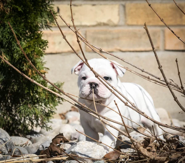 Engels bulldog pup — Stockfoto