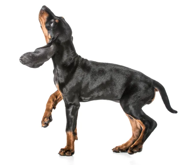 Siyah ve tabaklamak coonhound — Stok fotoğraf