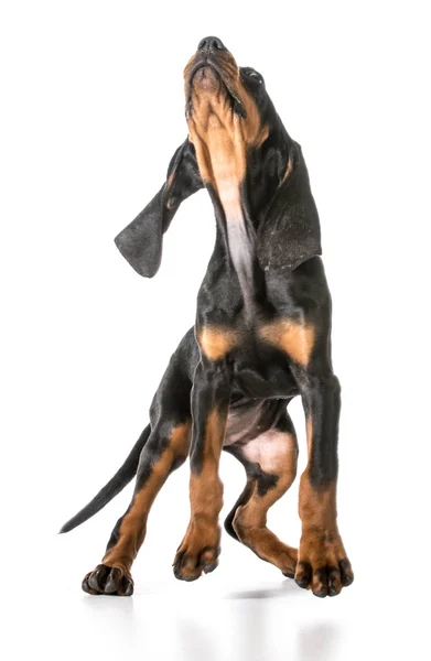 Fekete és napbarnított coonhound — Stock Fotó
