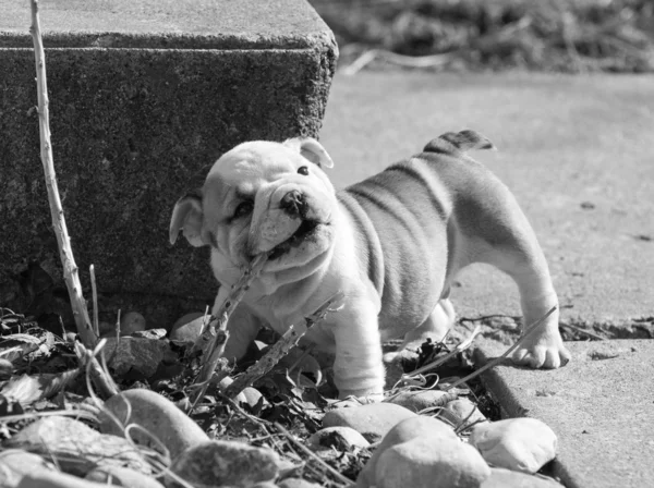 Perro jugando fuera —  Fotos de Stock