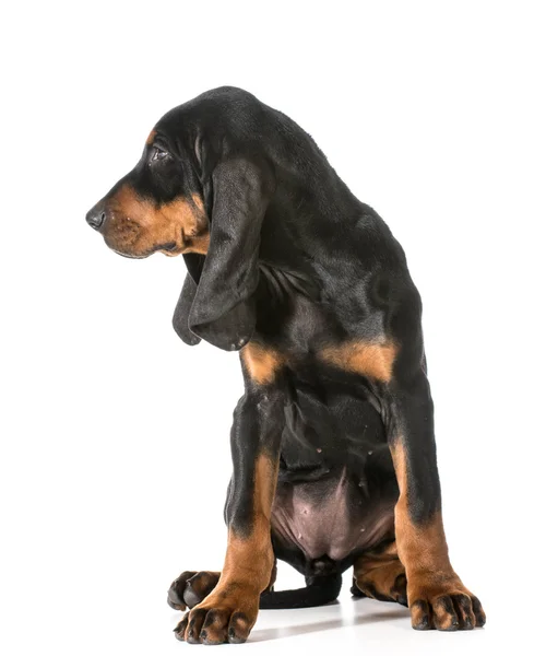 Schattig puppy — Stockfoto