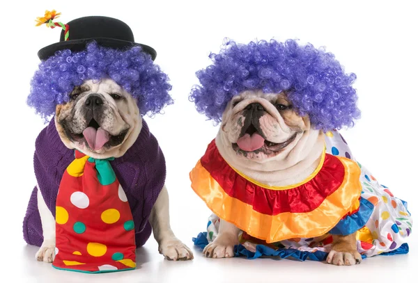 两个狗的小丑 — 图库照片
