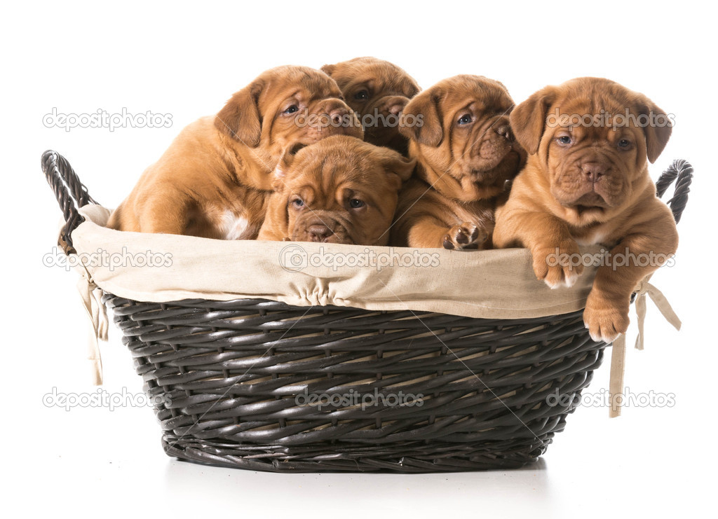 litter of puppies