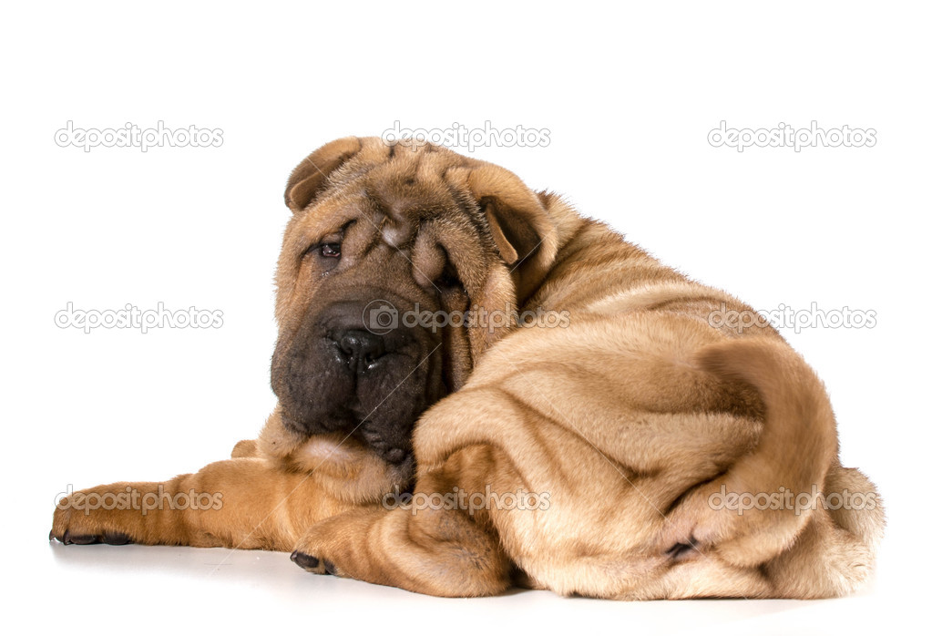 chinese shar pei puppy