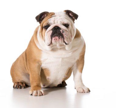 İngilizce Bulldog
