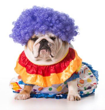 köpek palyaço