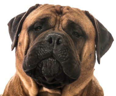 bullmastiff kafa
