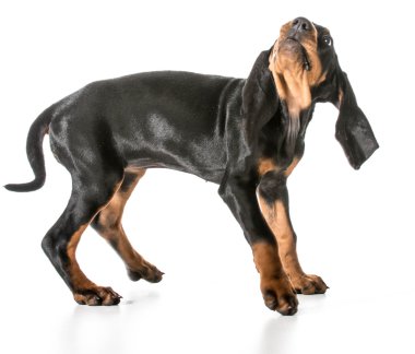 endişeli köpek
