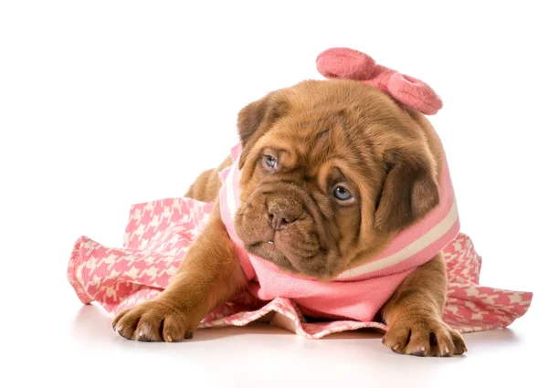 Cachorro femenino — Foto de Stock