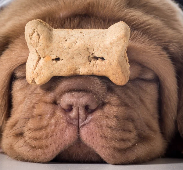 Cane con un osso — Foto Stock