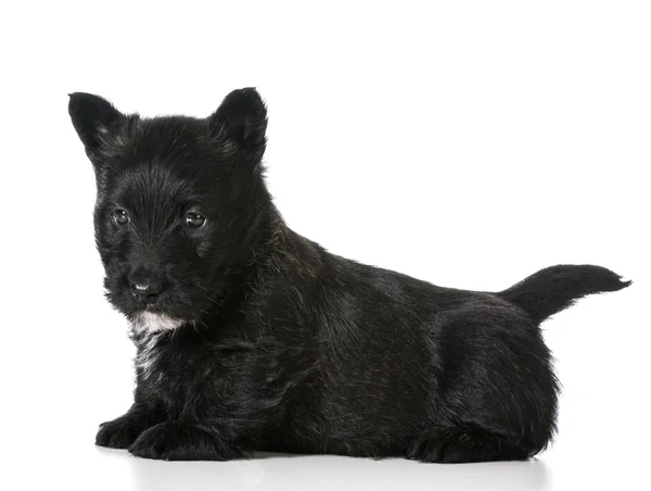 Schottischer Terrier-Welpe — Stockfoto