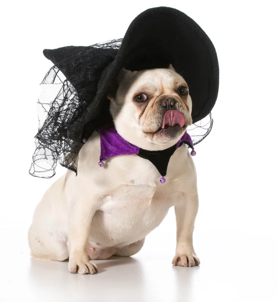 Perro vestido como una bruja — Foto de Stock