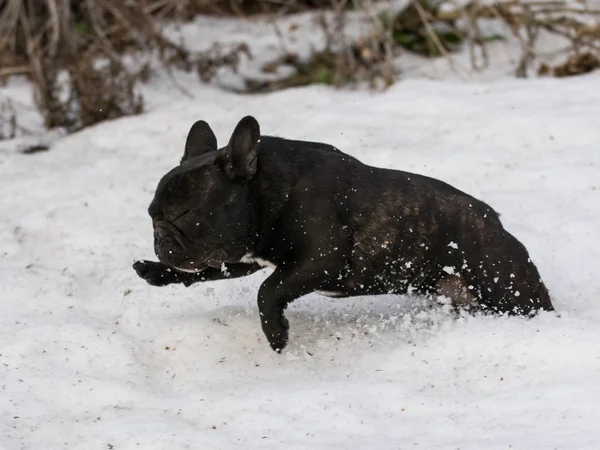 Hund som springer i snö — Stockfoto