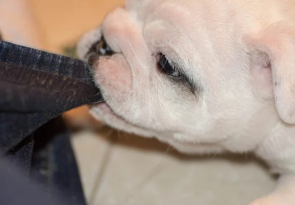 Cachorro travieso —  Fotos de Stock