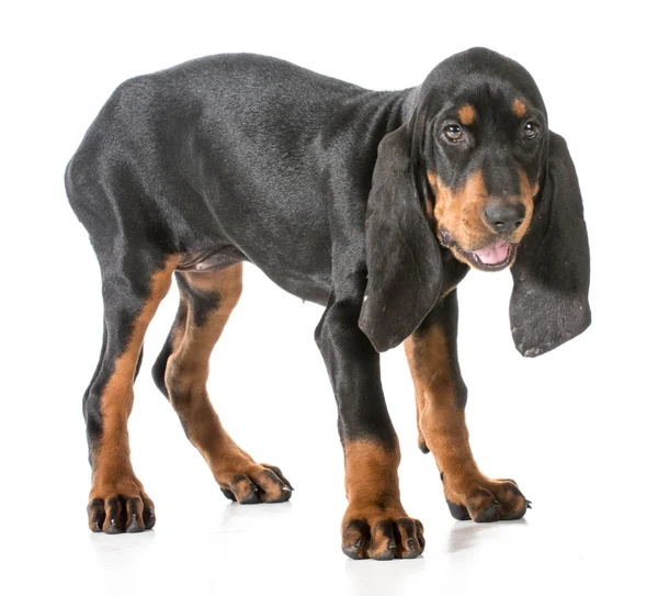Siyah ve tabaklamak coonhound — Stok fotoğraf