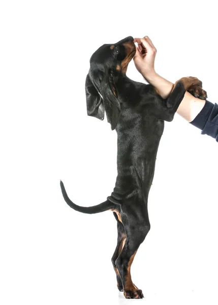 Dog training — Stock Photo, Image