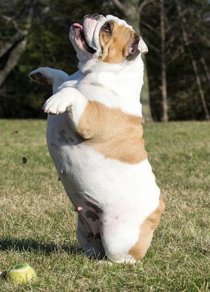 Bulldog begging to play — Stock Photo, Image