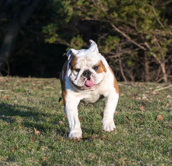 英国牛头犬运行 — 图库照片