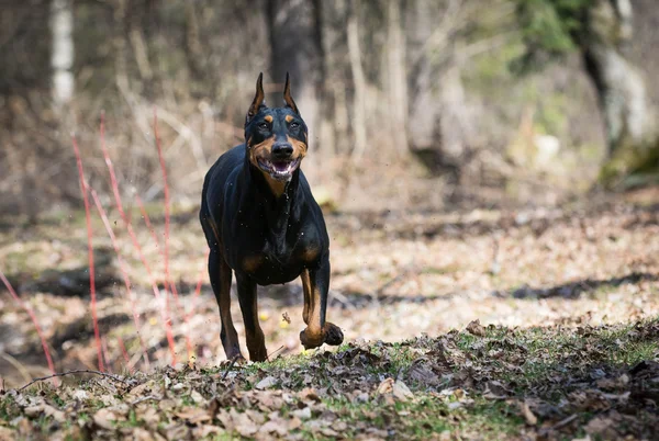 Doberman Pinscher — Foto Stock