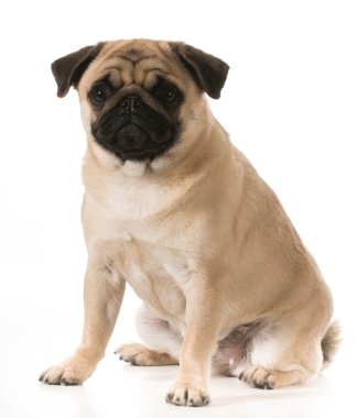 oturan pug