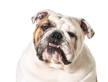 İngilizce Bulldog