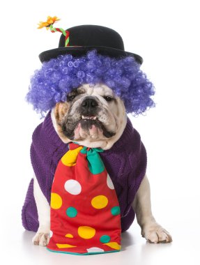 aptal köpek