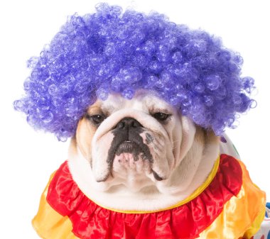 aptal köpek