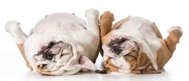 Anne ve kızı köpek yatak