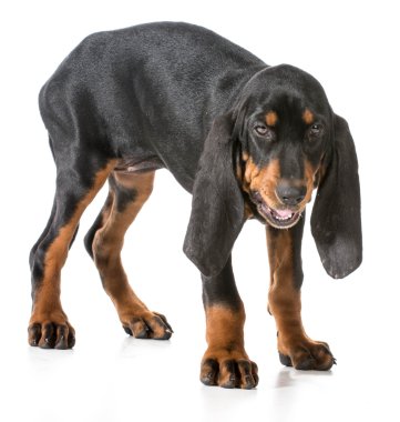 siyah ve tabaklamak coonhound