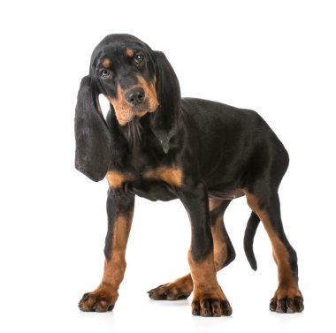 Şirin köpek.