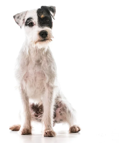 Jack Russel terrier — Photo