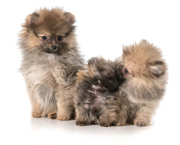 Pomeranian puppies — Stock Photo, Image