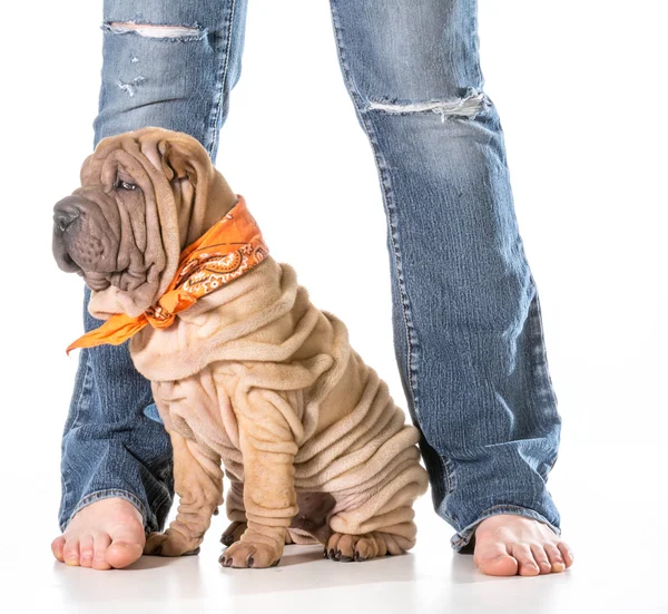 Perro y propietario — Foto de Stock