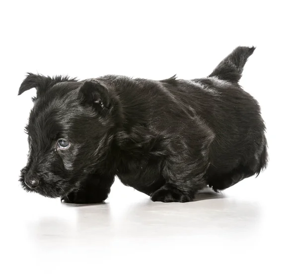 Cãozinho Terrier escocês — Fotografia de Stock