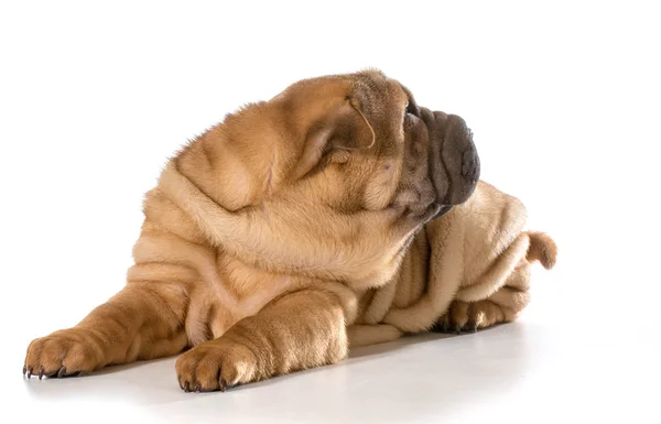 Chinese shar pei puppy — Stock Photo, Image