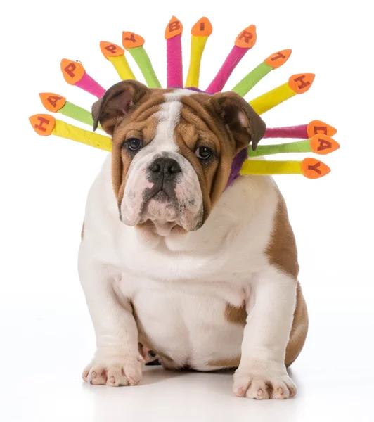 Verjaardag honden — Stockfoto