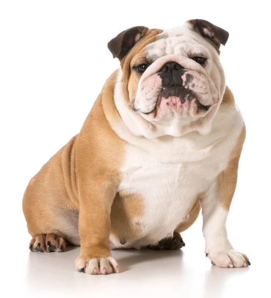 Engelse Bulldog — Stockfoto