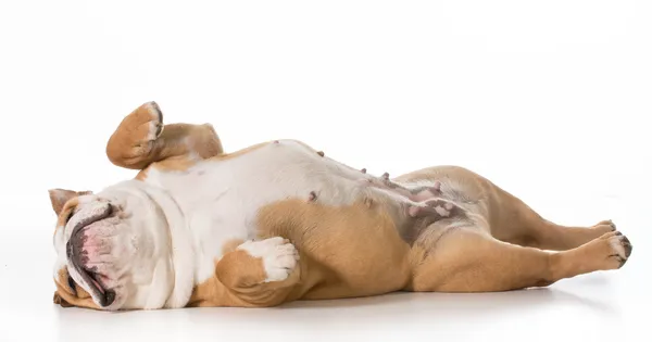 Dog sleeping — Stock Photo, Image